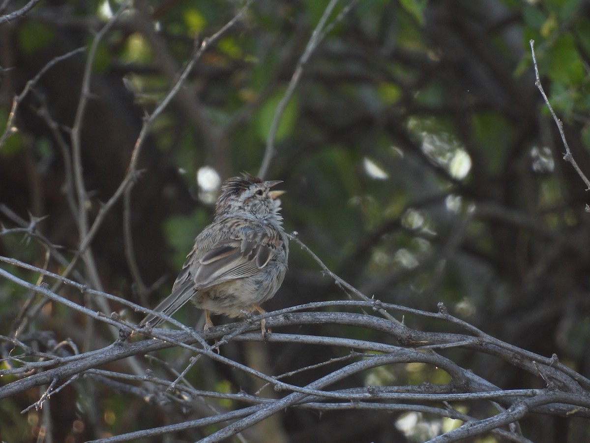 Rufous-winged Sparrow - ML619687679