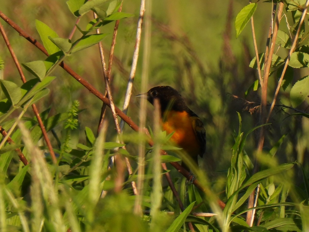 Baltimore Oriole - ML619687684