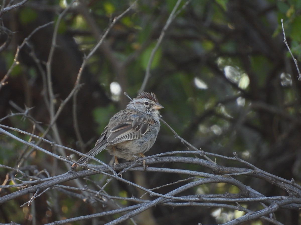 Rufous-winged Sparrow - ML619687704