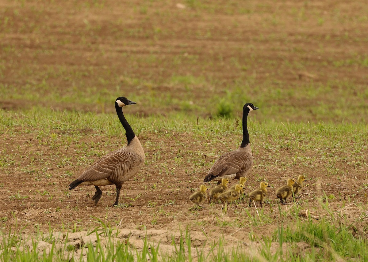 Canada Goose - ML619687709