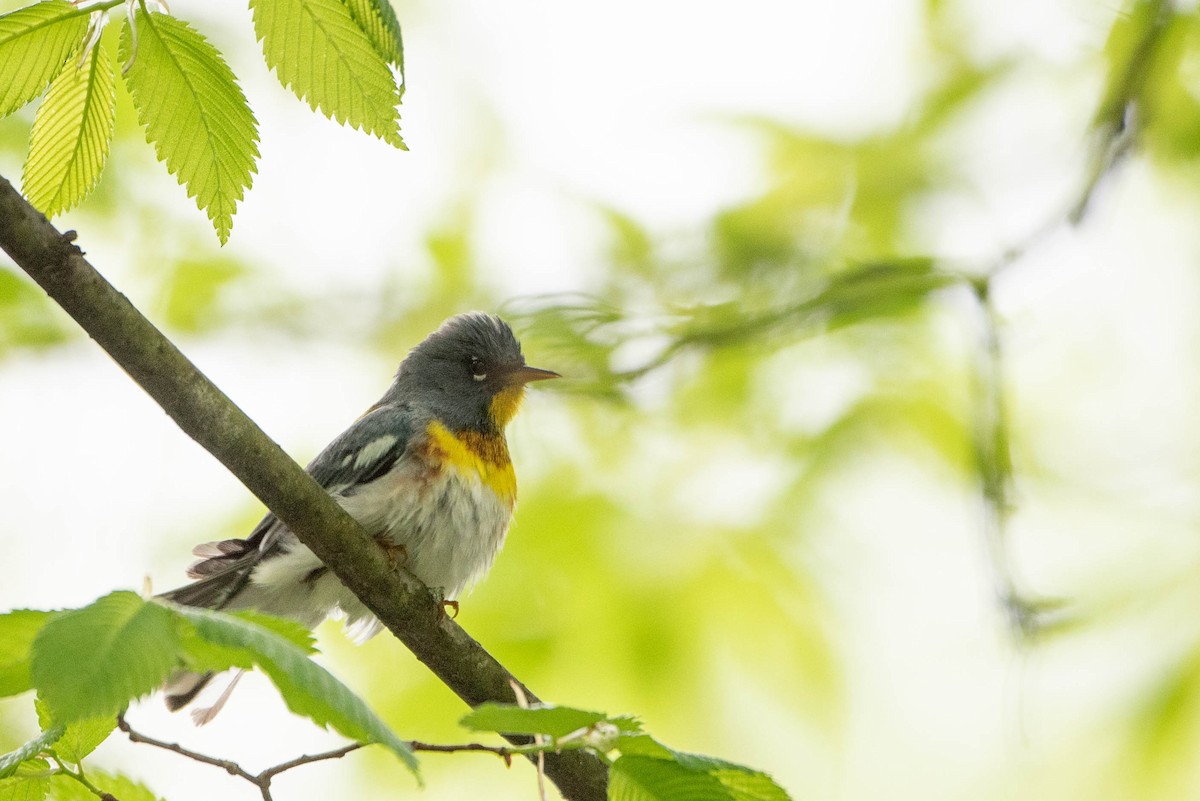 Northern Parula - ML619687733