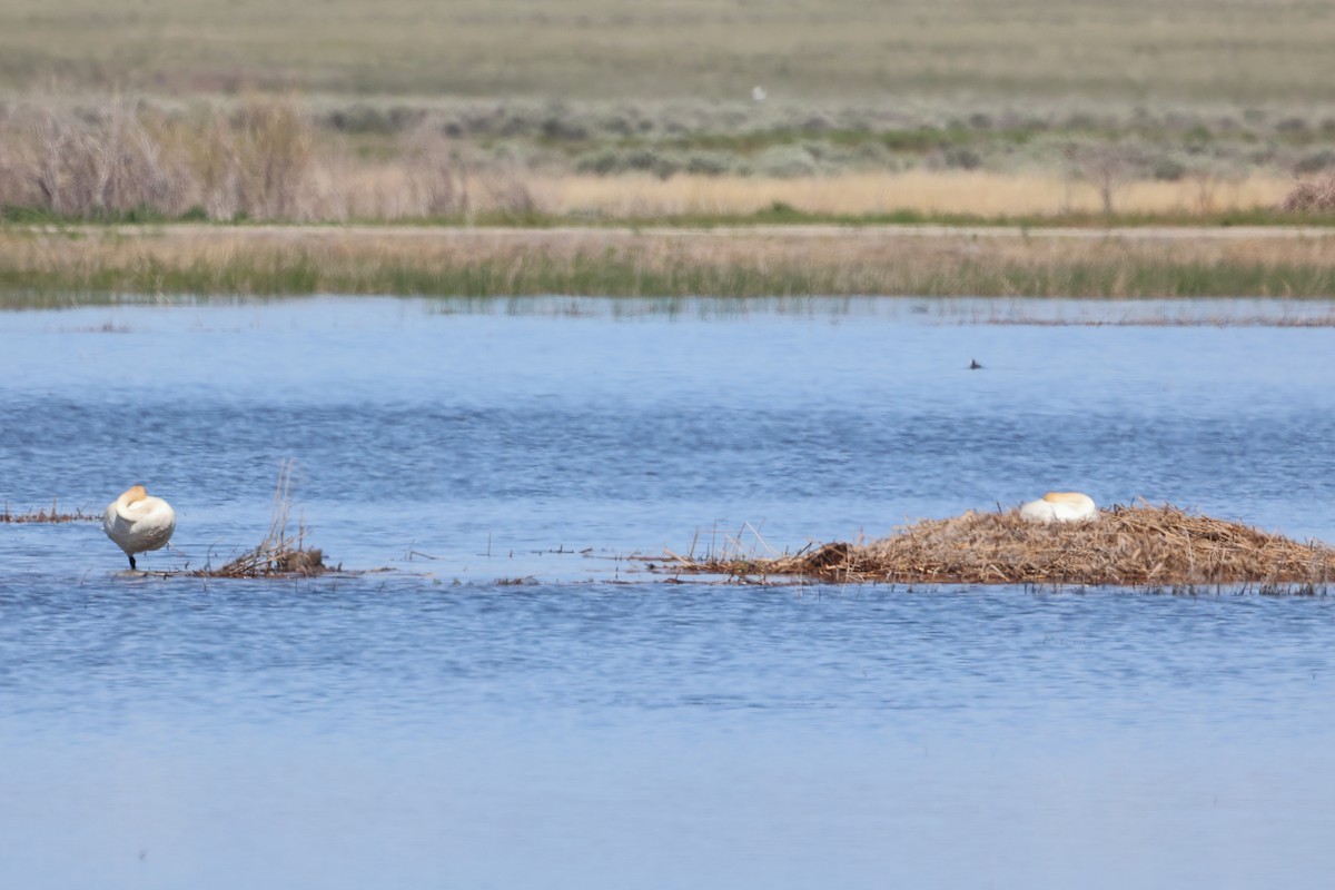 Trumpeter Swan - ML619687738