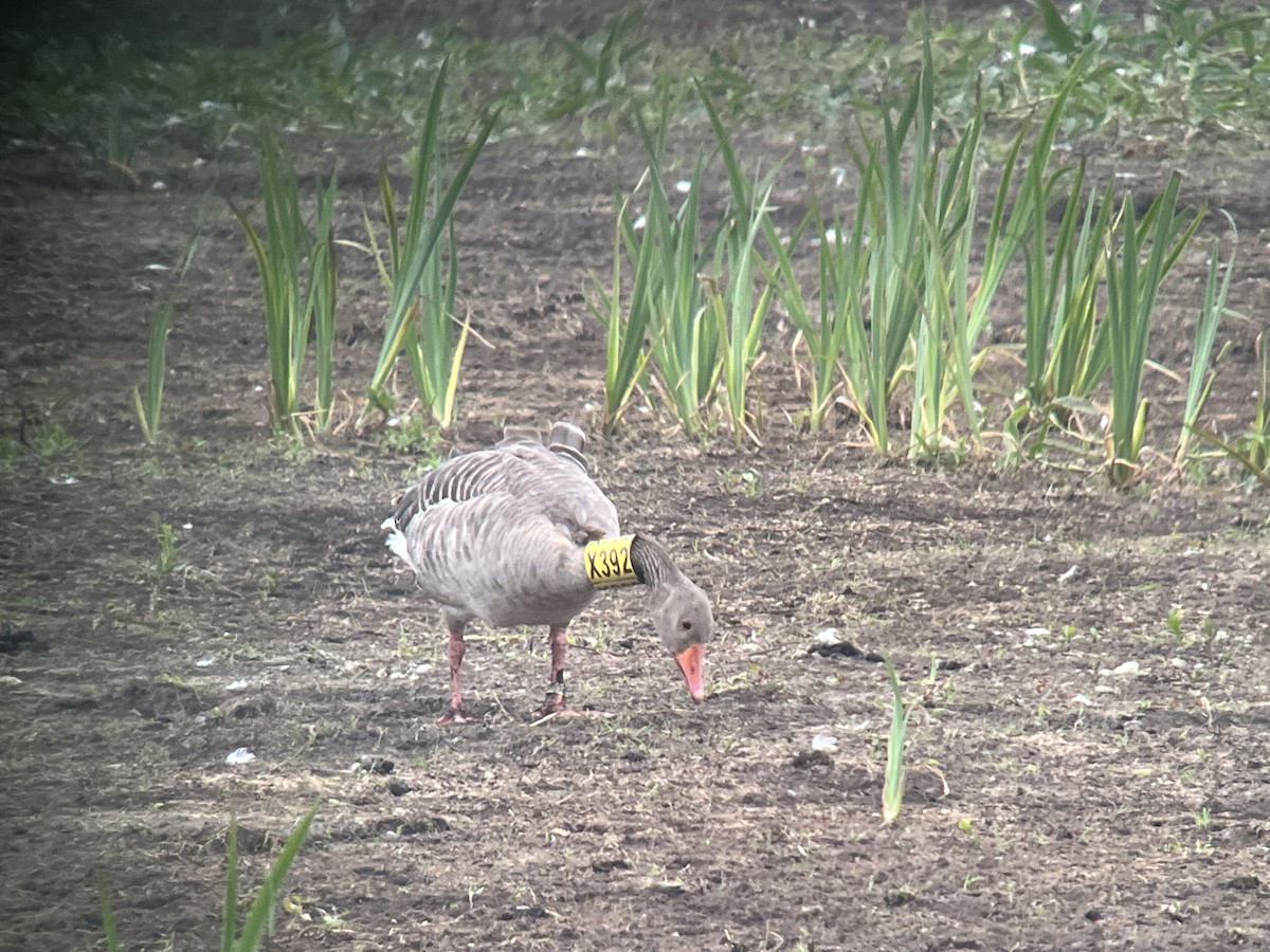 Graylag Goose - ML619687749