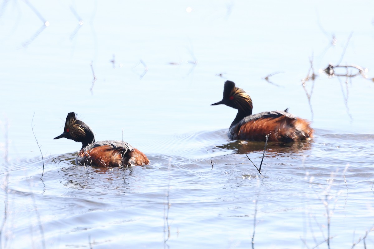 Eared Grebe - Brett Wiese