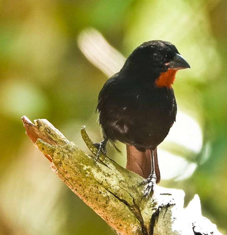 Lesser Antillean Bullfinch - Arden Anderson