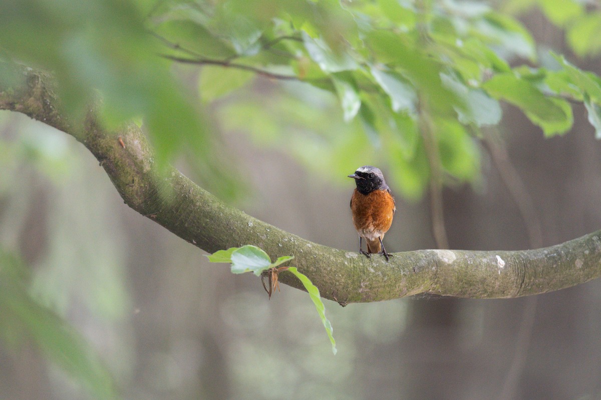 Common Redstart - ML619687772