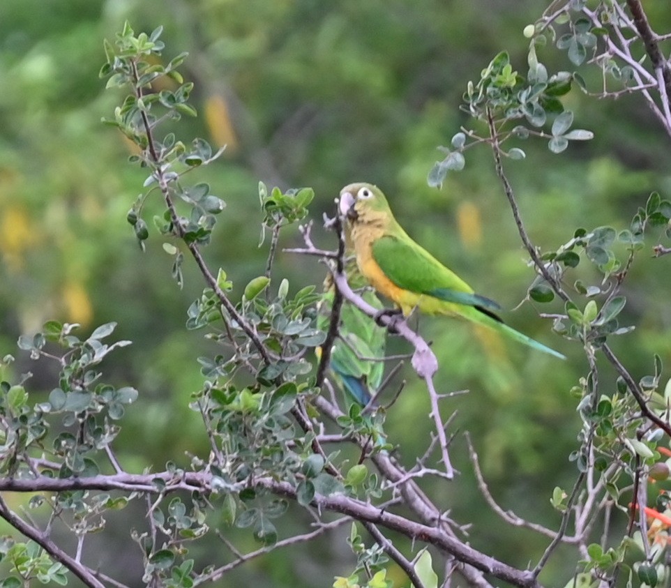 Cactus Parakeet - ML619687778