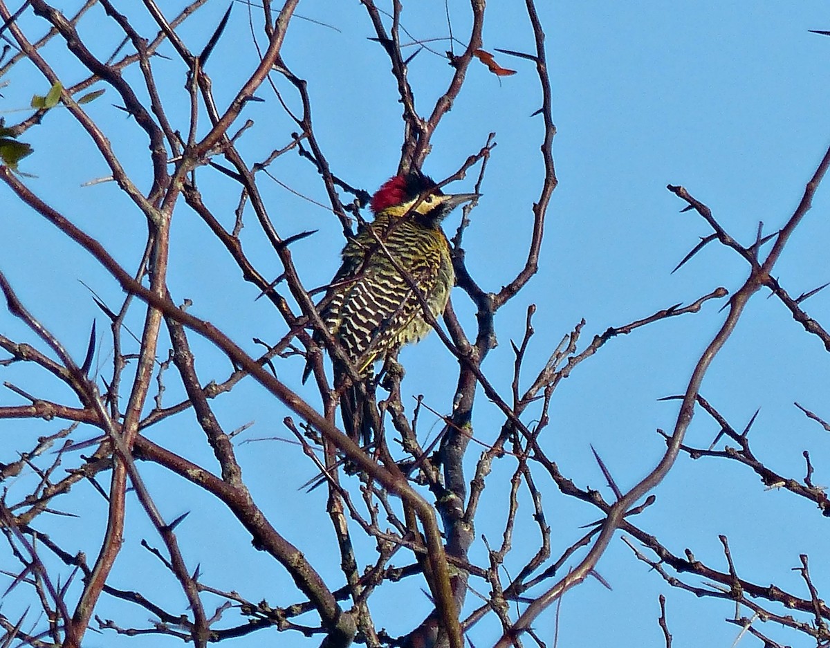 Green-barred Woodpecker (Golden-breasted) - ML619687795