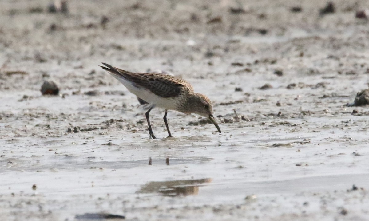 White-rumped Sandpiper - ML619687862