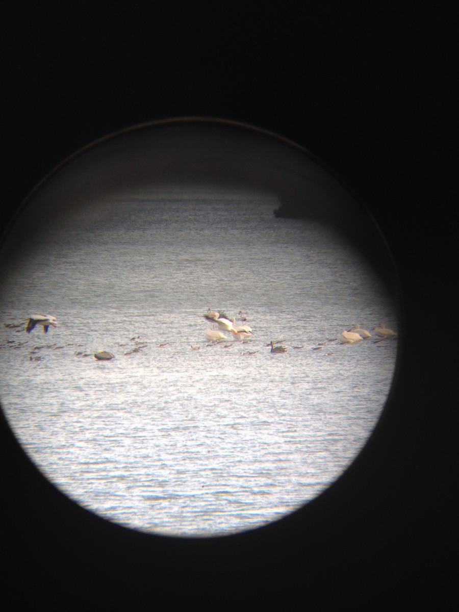 American White Pelican - Ted Michalek