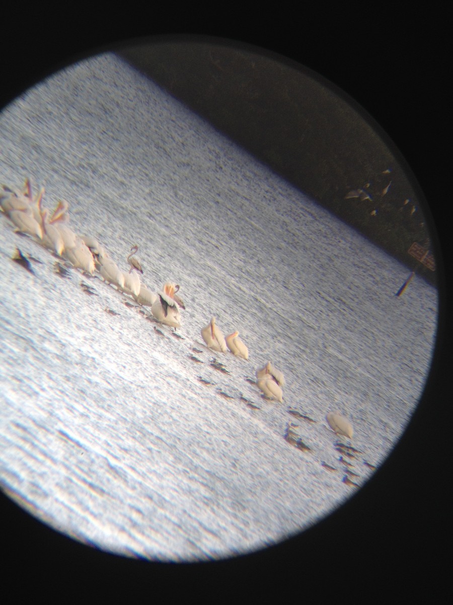 American White Pelican - ML619687892