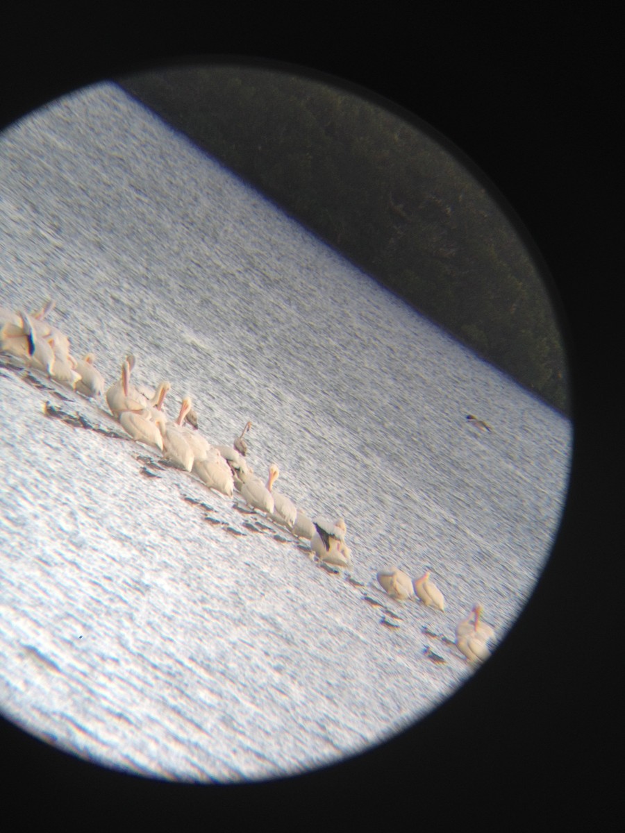 American White Pelican - ML619687893