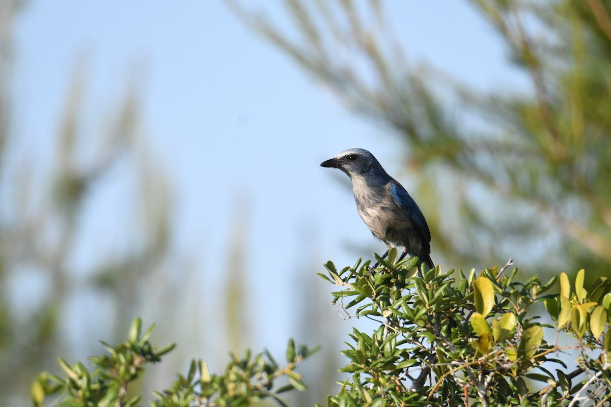 Florida Scrub-Jay - ML619687979