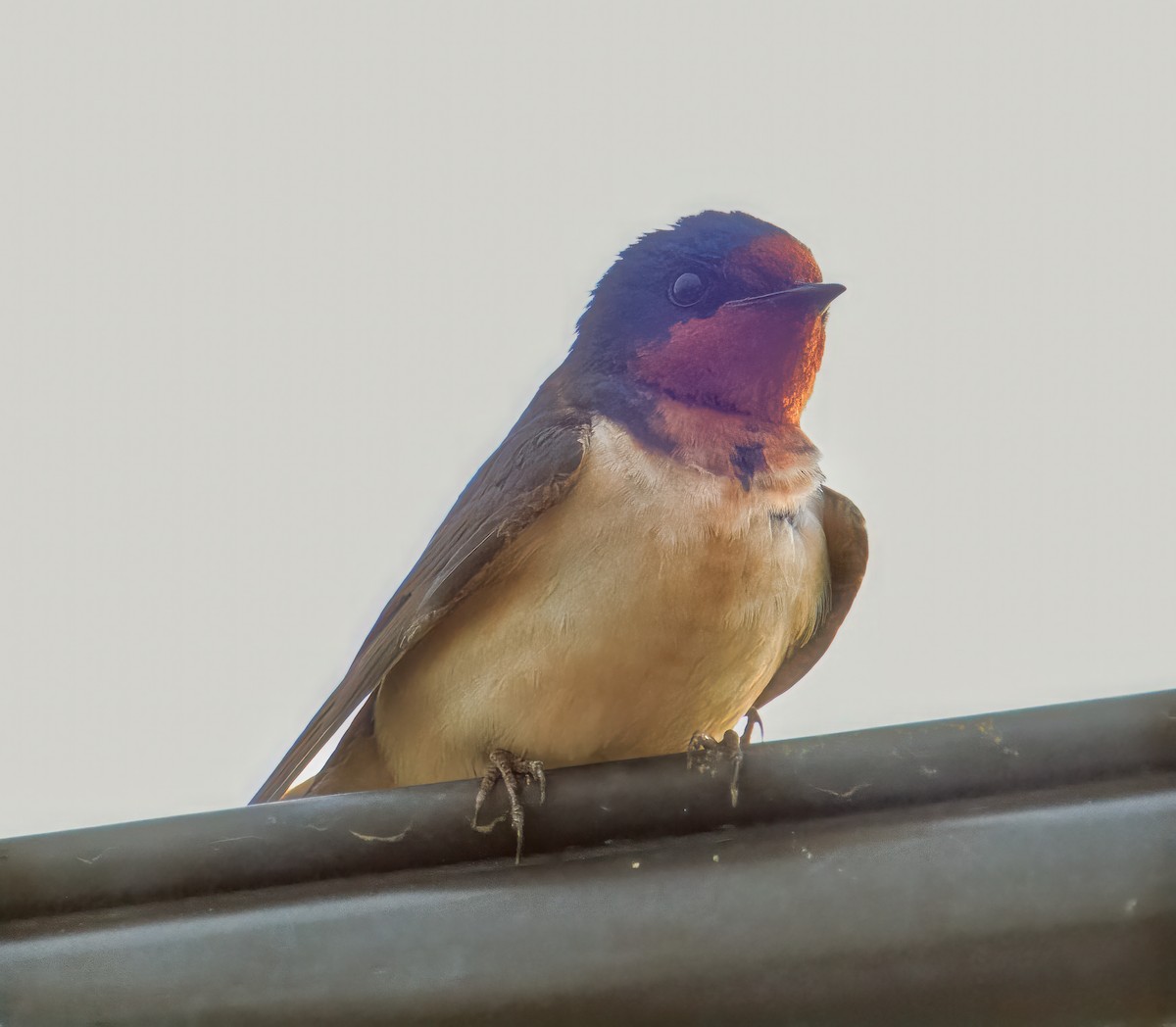 Barn Swallow - ML619687981