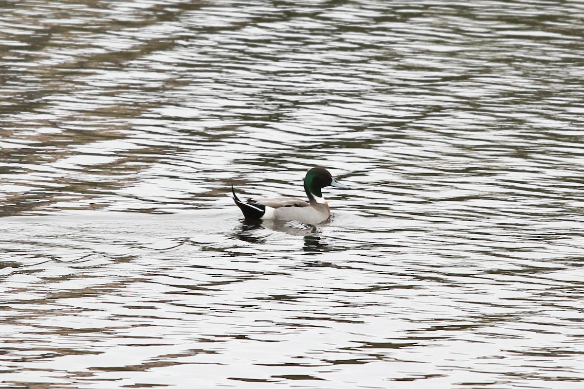 Mallard x Northern Pintail (hybrid) - ML619688013