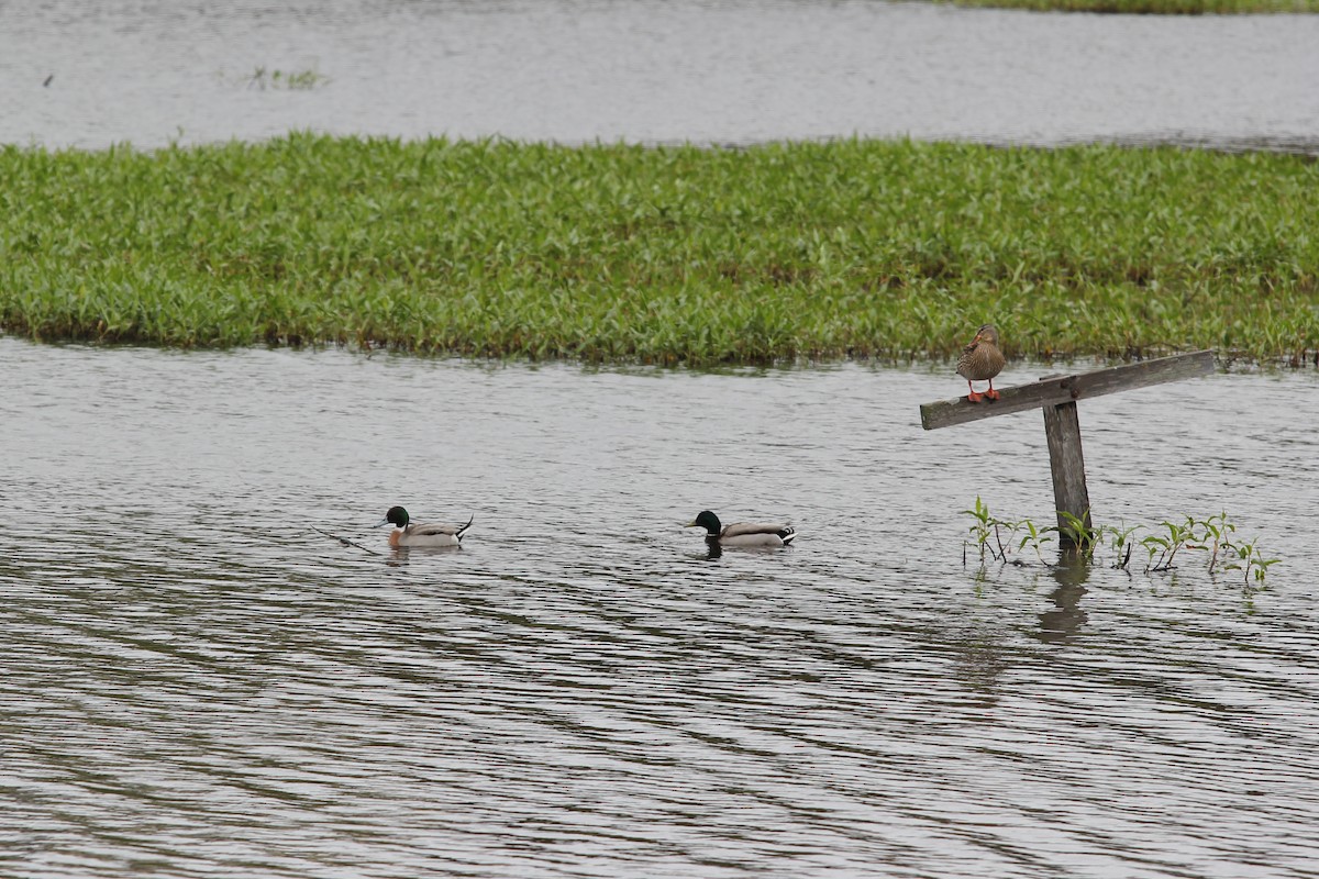 Mallard x Northern Pintail (hybrid) - ML619688020