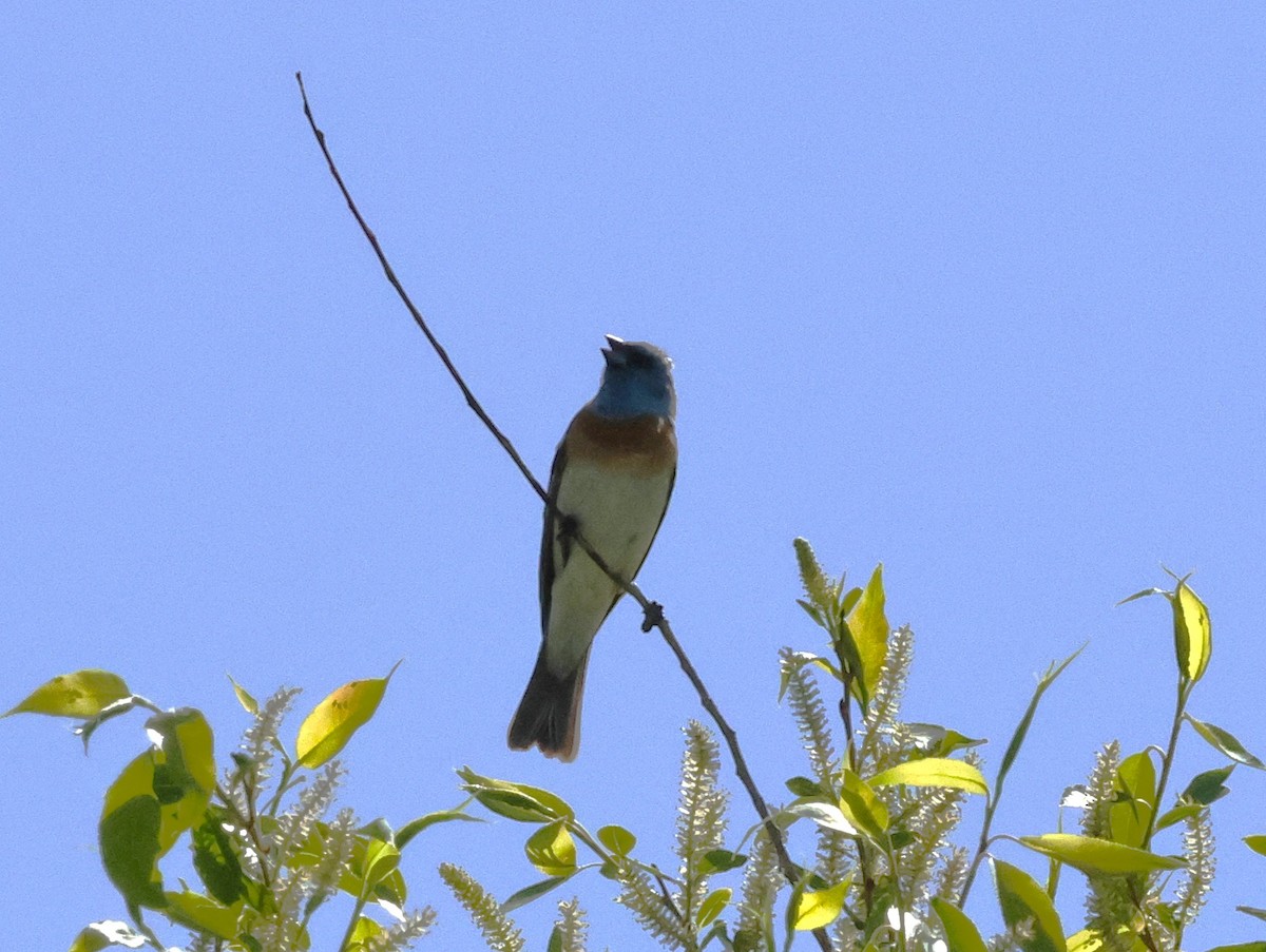 Lazuli Bunting - ML619688031