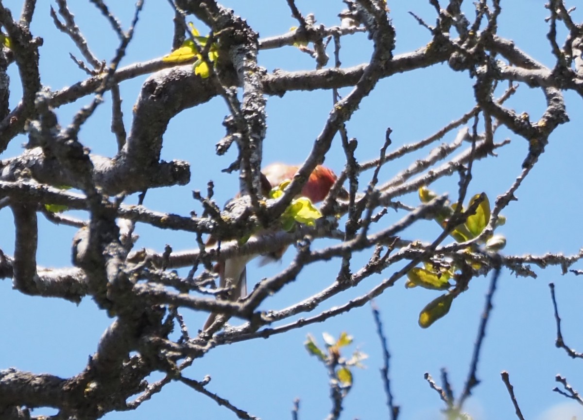 Purple Finch - ML619688032