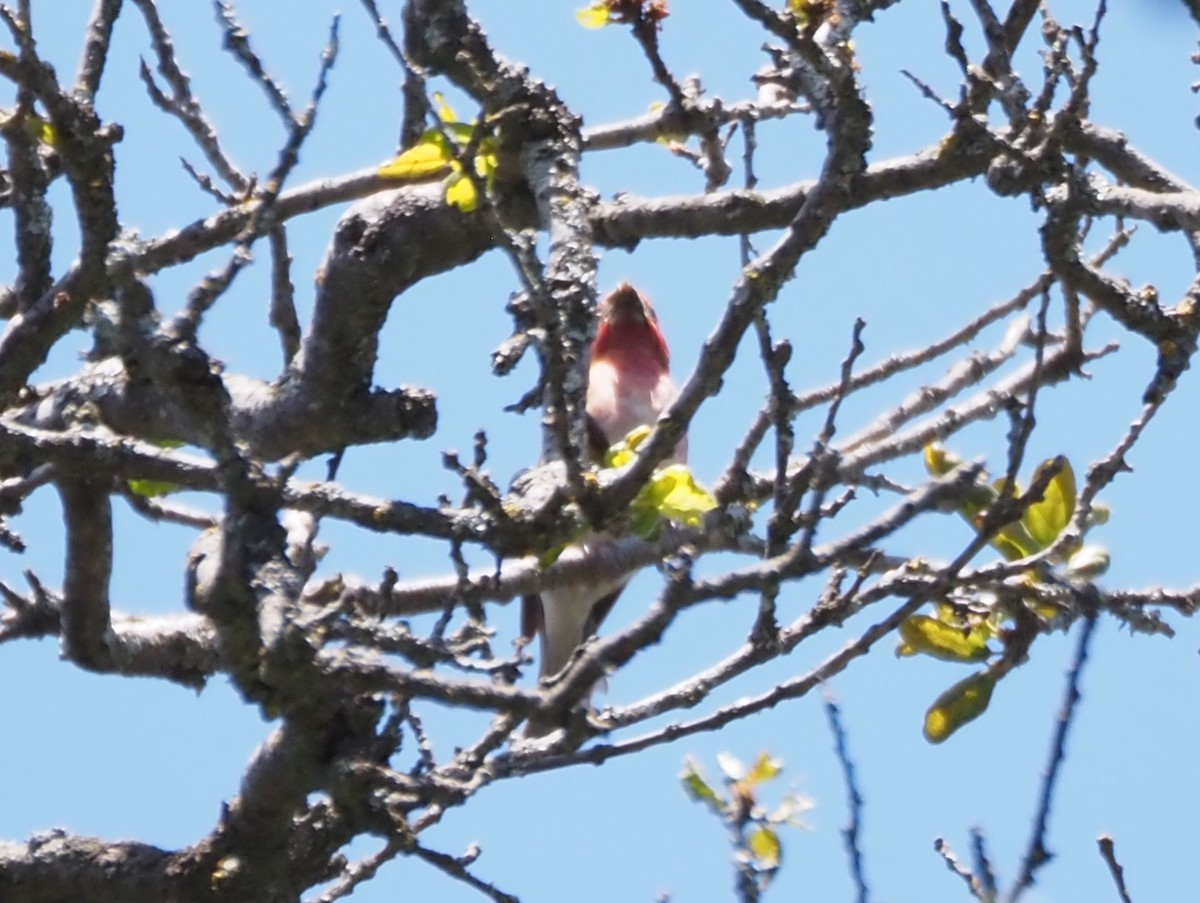 Purple Finch - ML619688033