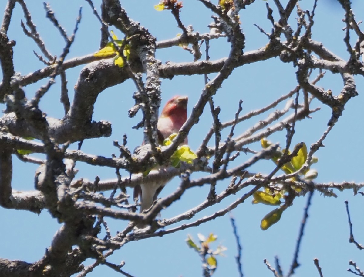 Purple Finch - ML619688034