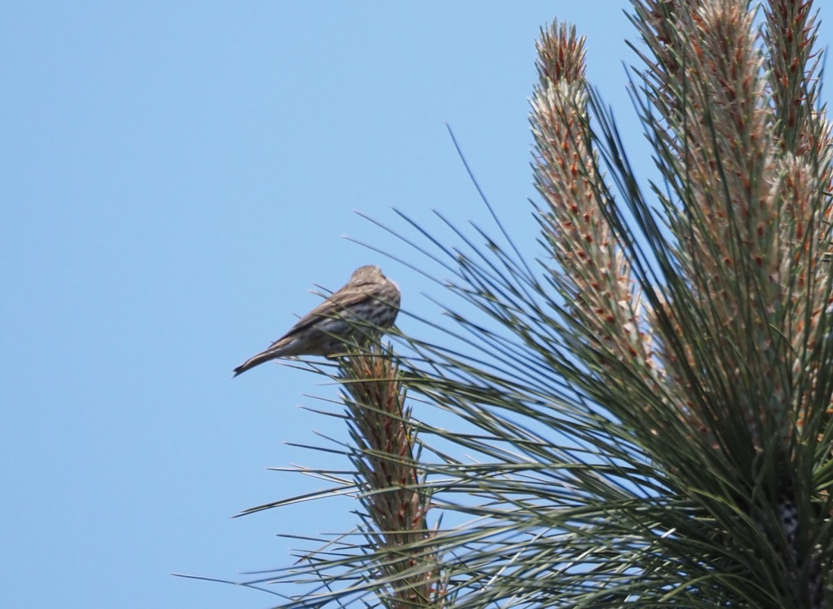 Purple Finch - ML619688035