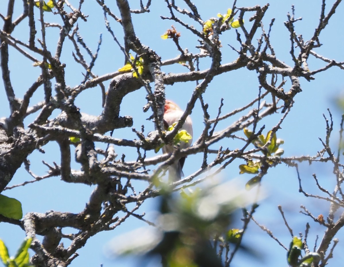 Purple Finch - ML619688036