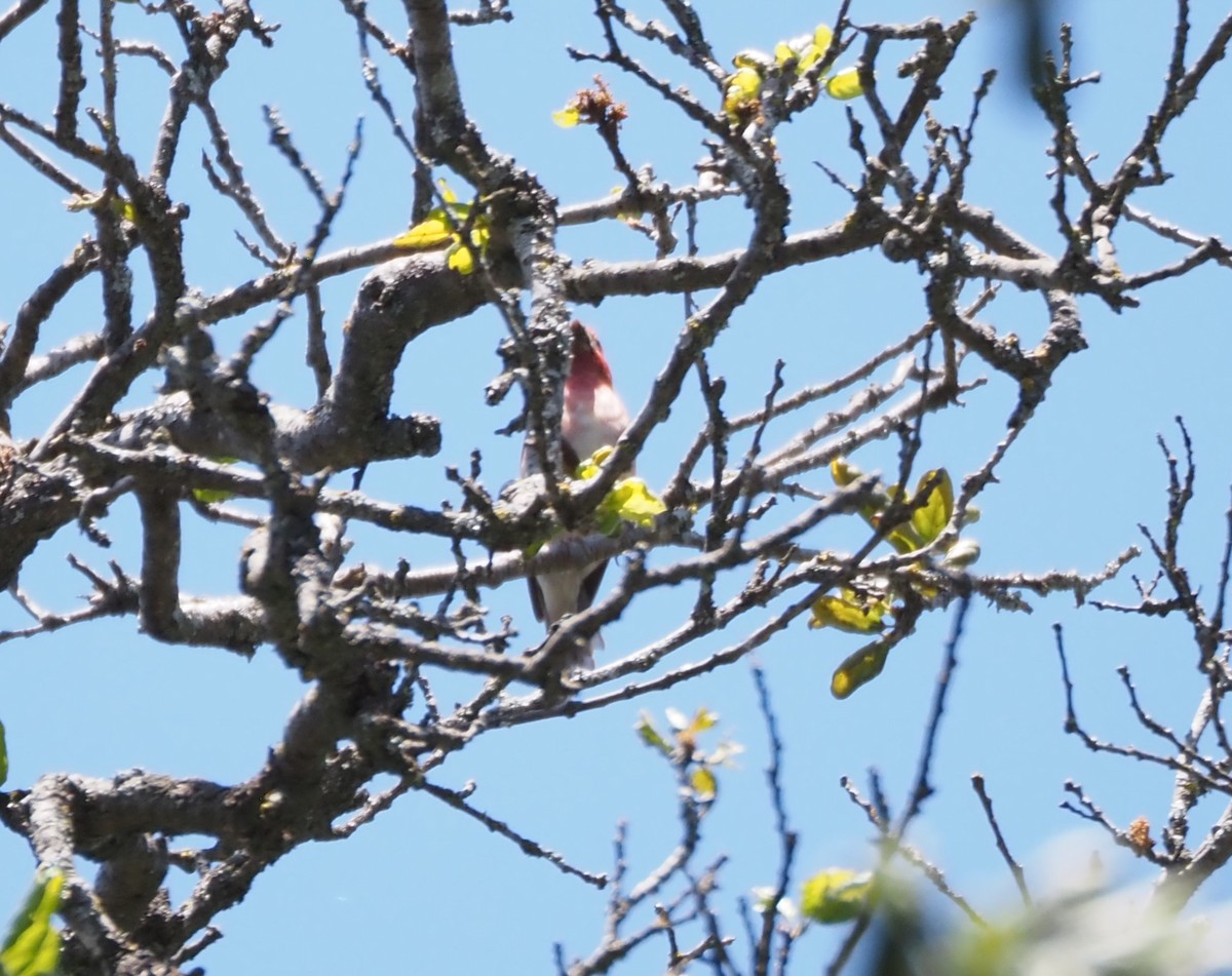 Purple Finch - ML619688037