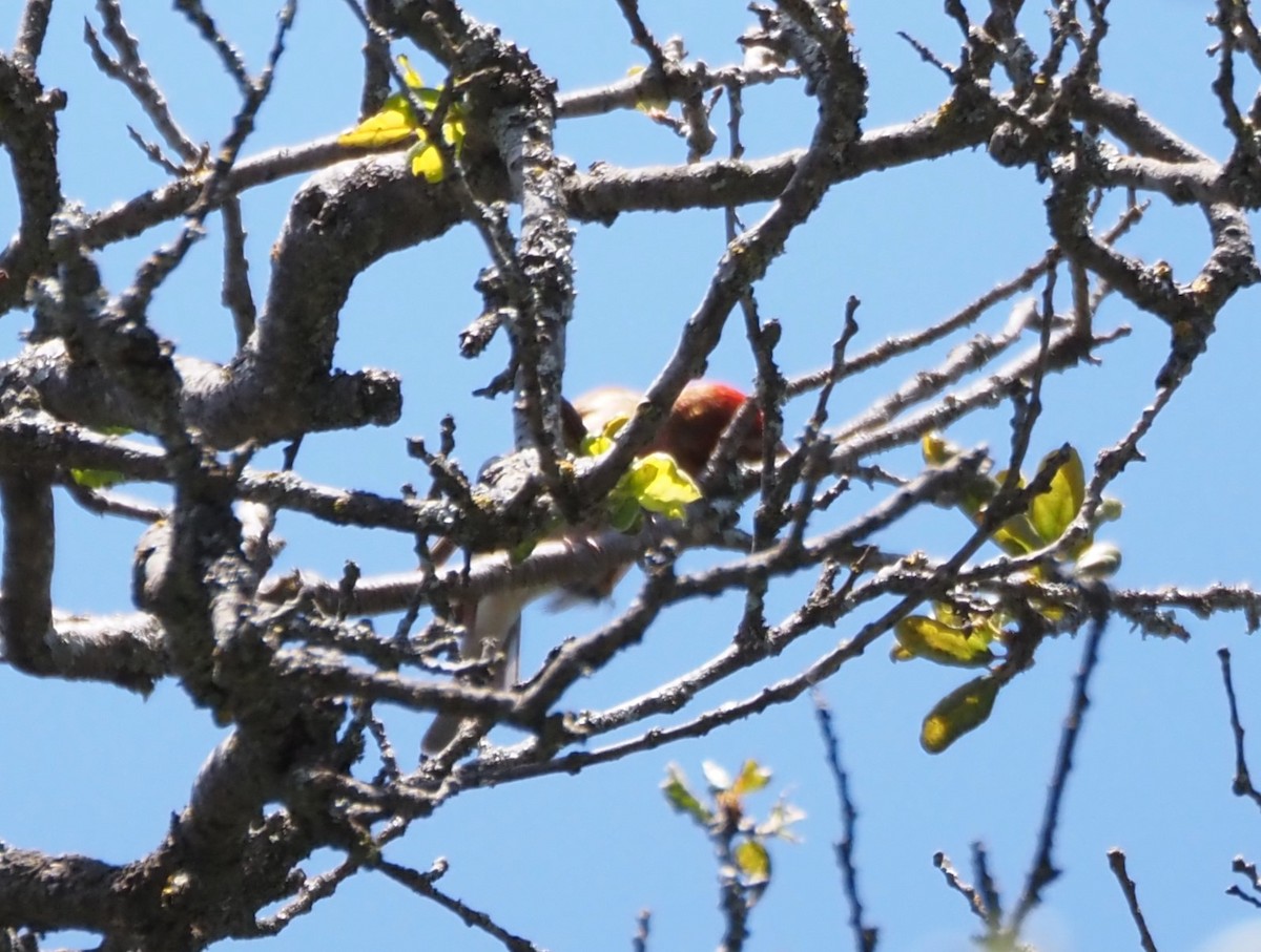 Purple Finch - ML619688041