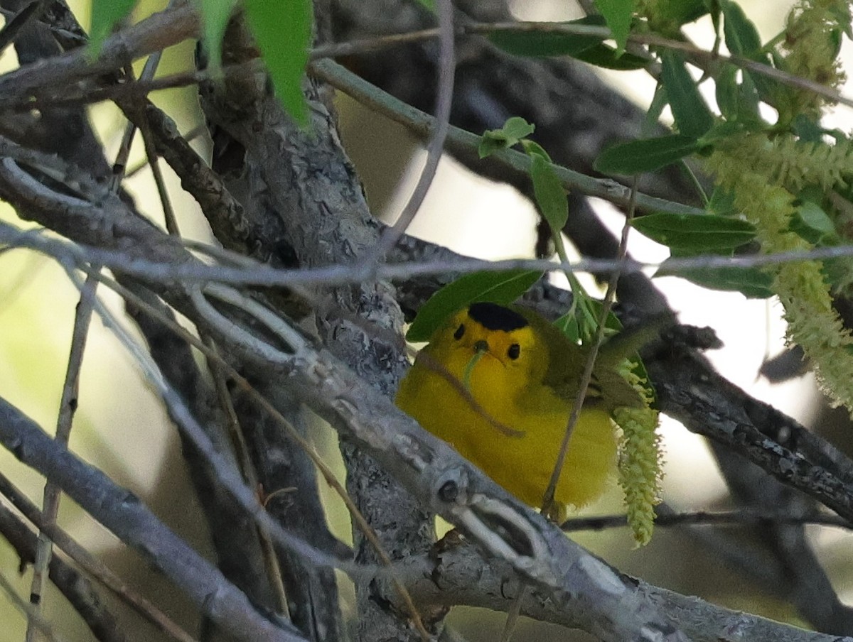 Wilson's Warbler - ML619688048