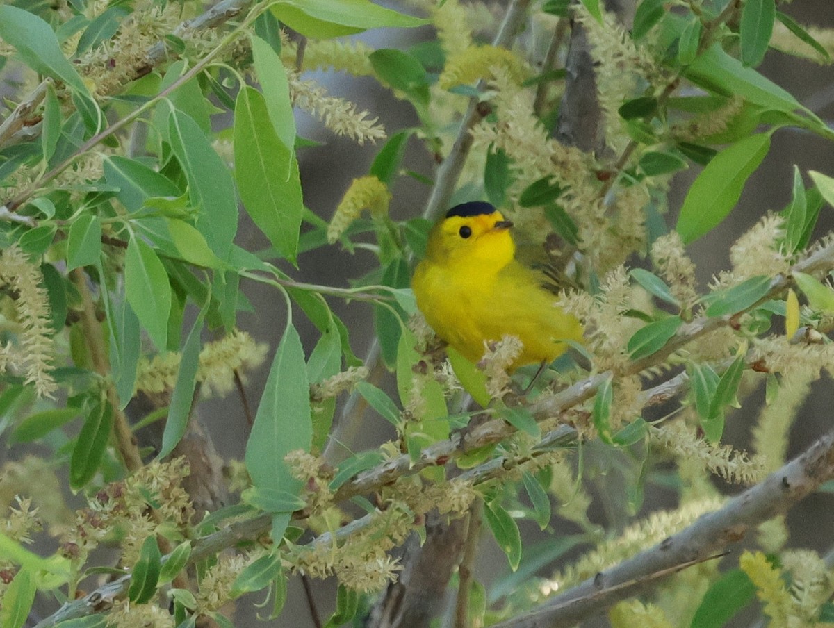 Wilson's Warbler - ML619688049