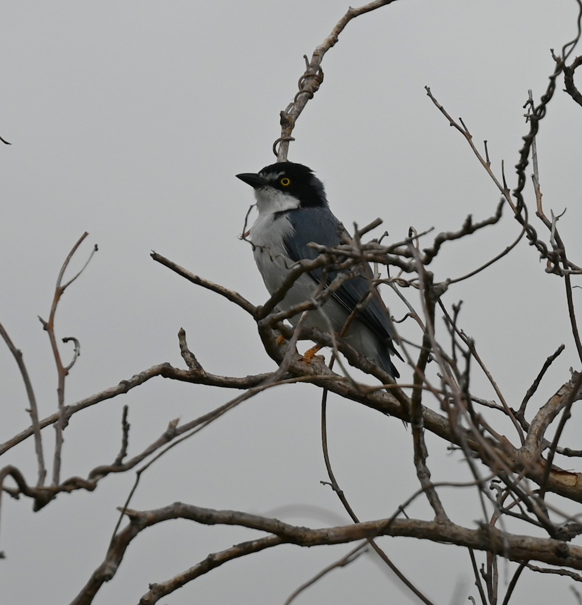 Hooded Tanager - Geoff Carpentier