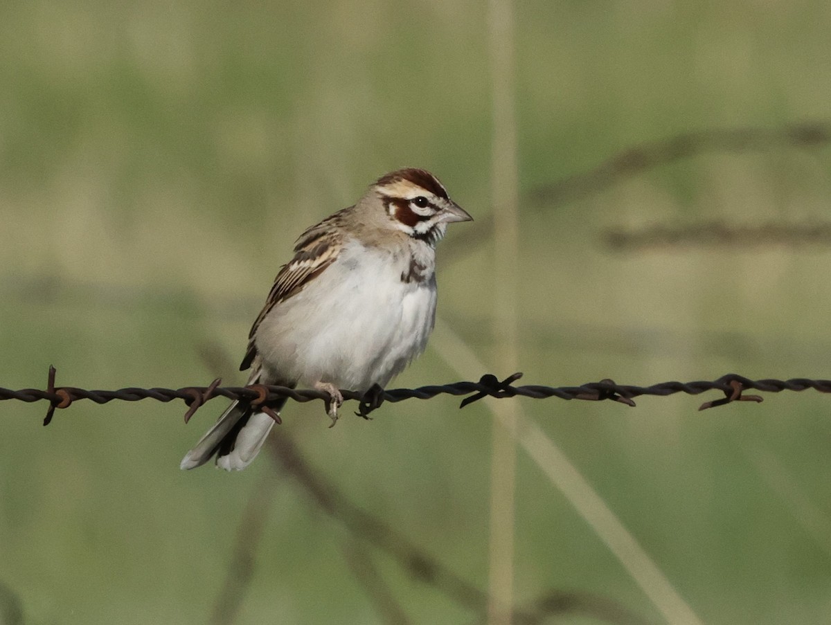 Lark Sparrow - ML619688071