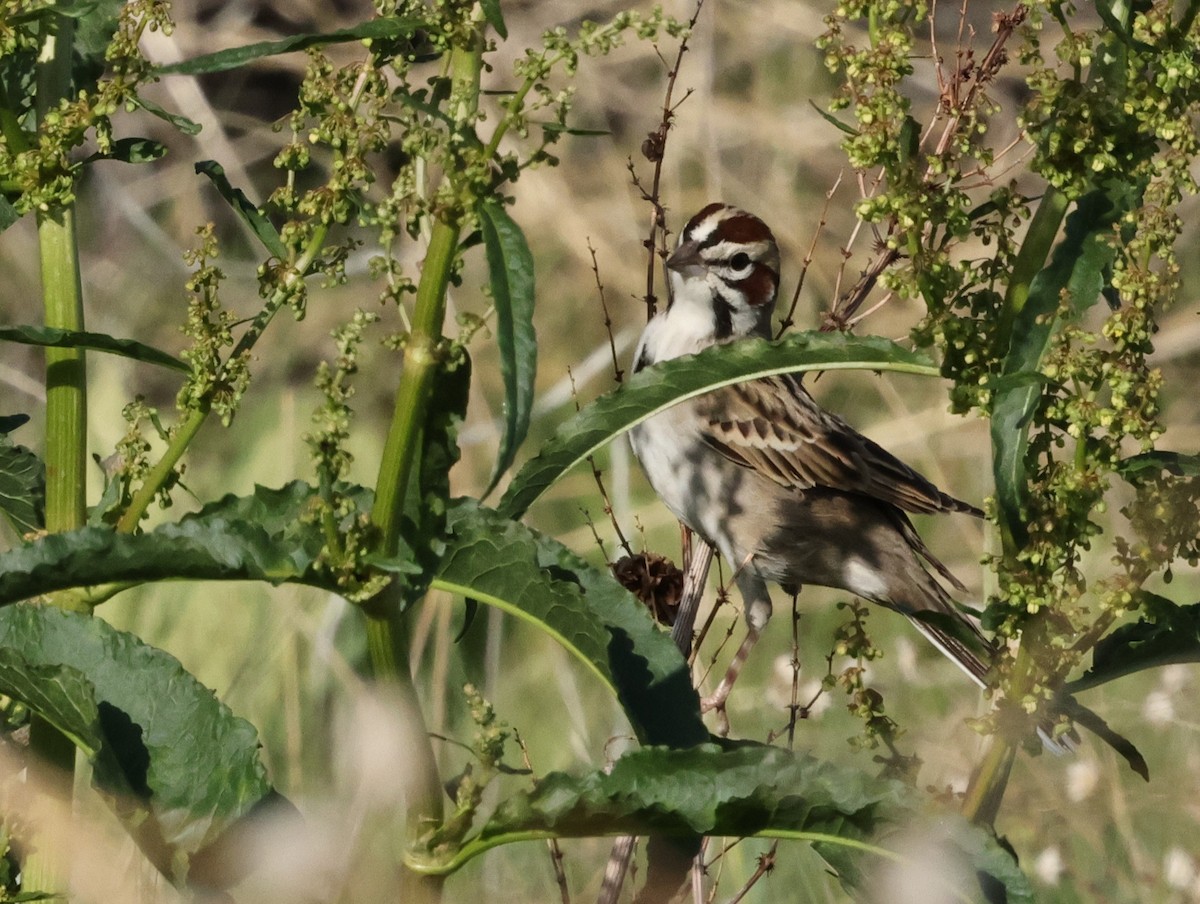 Lark Sparrow - ML619688073