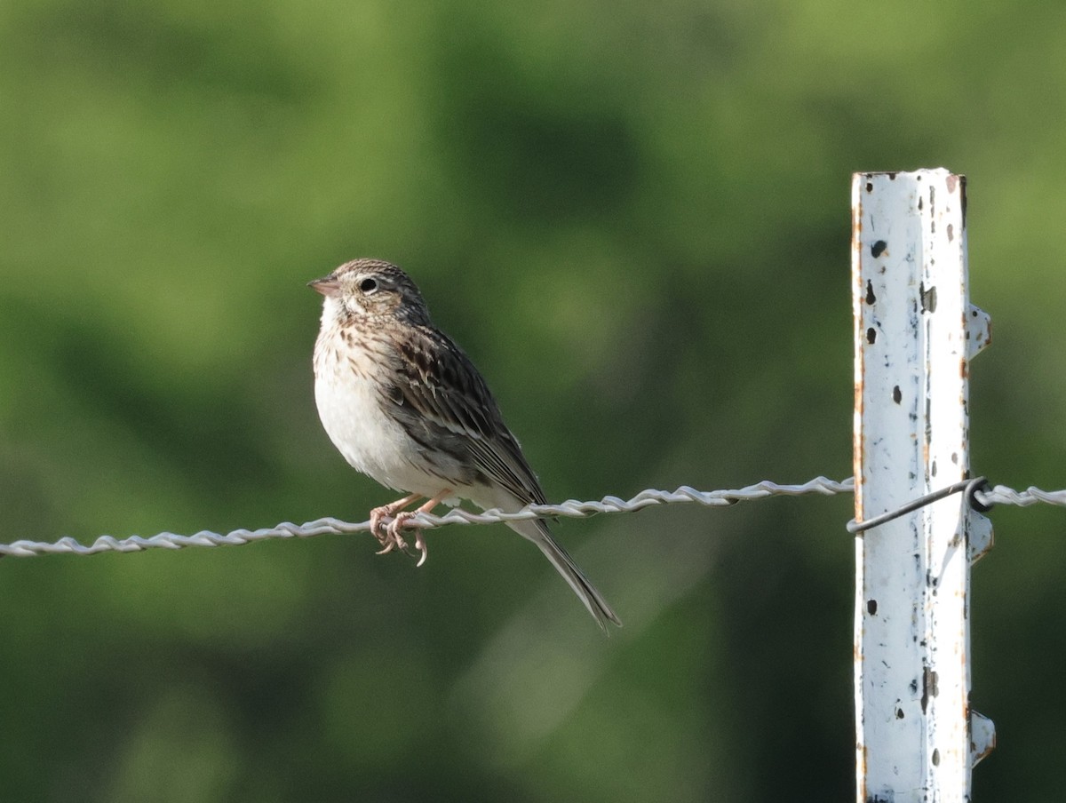Vesper Sparrow - ML619688089