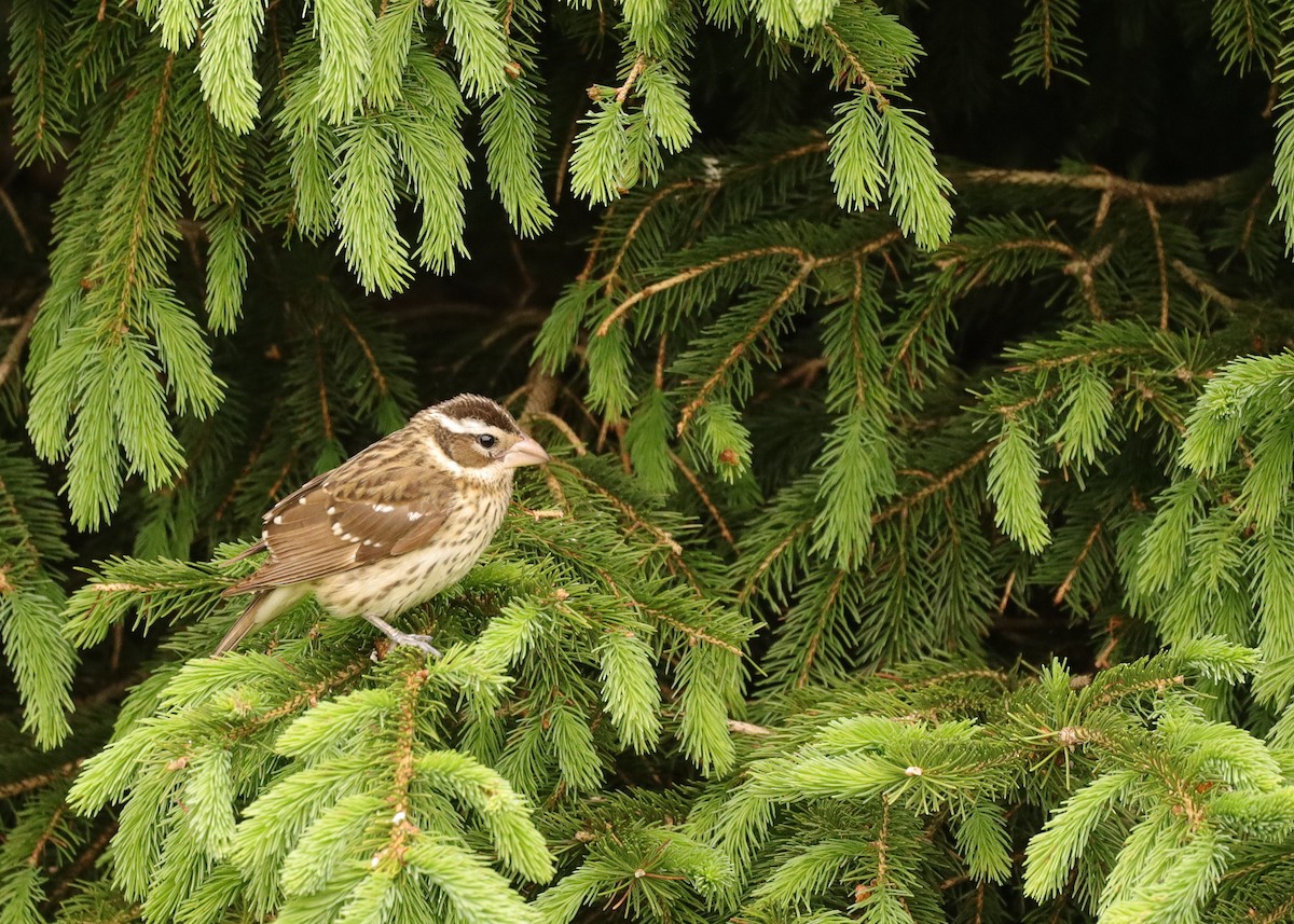 Rose-breasted Grosbeak - ML619688108