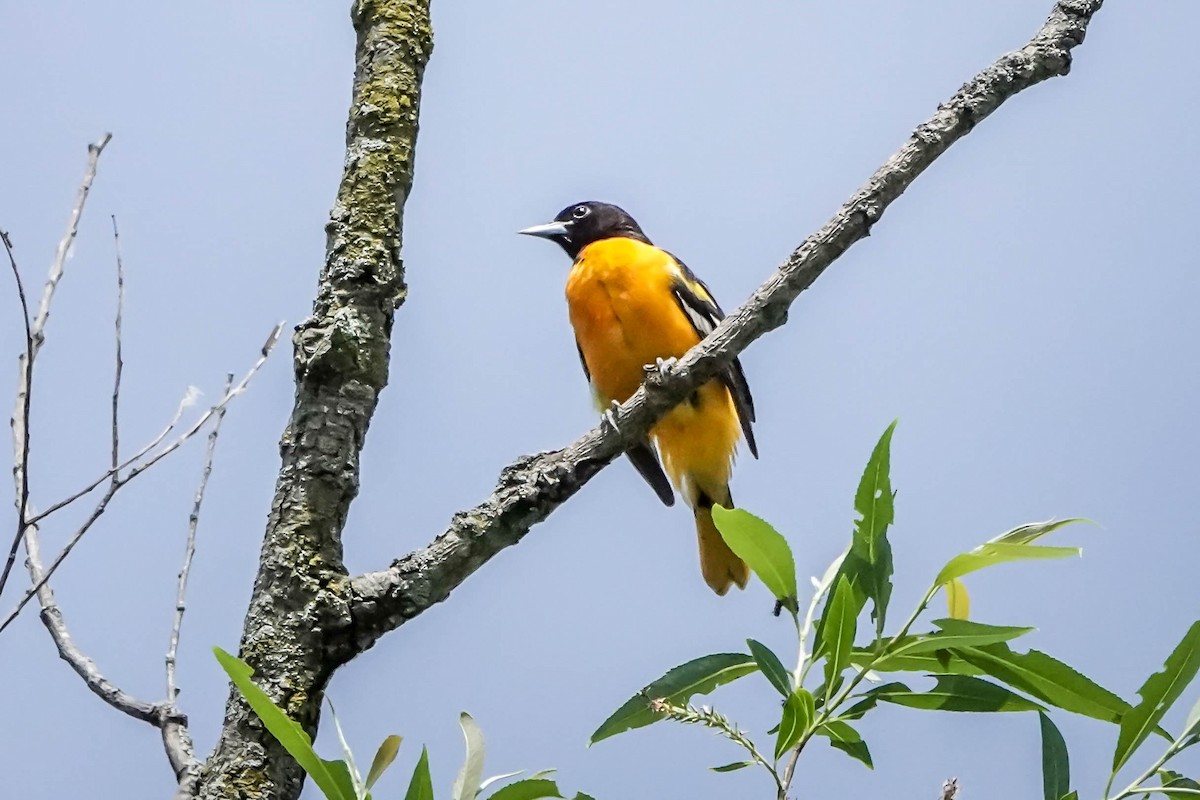 Baltimore Oriole - ML619688111