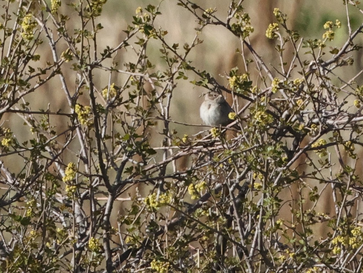 Brewer's Sparrow - ML619688127
