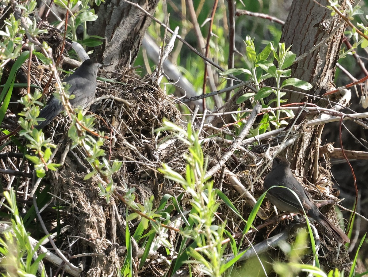 Gray Catbird - ML619688137