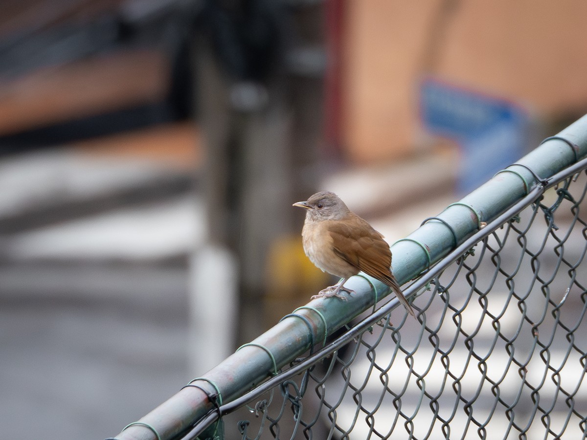 Pale-breasted Thrush - ML619688161