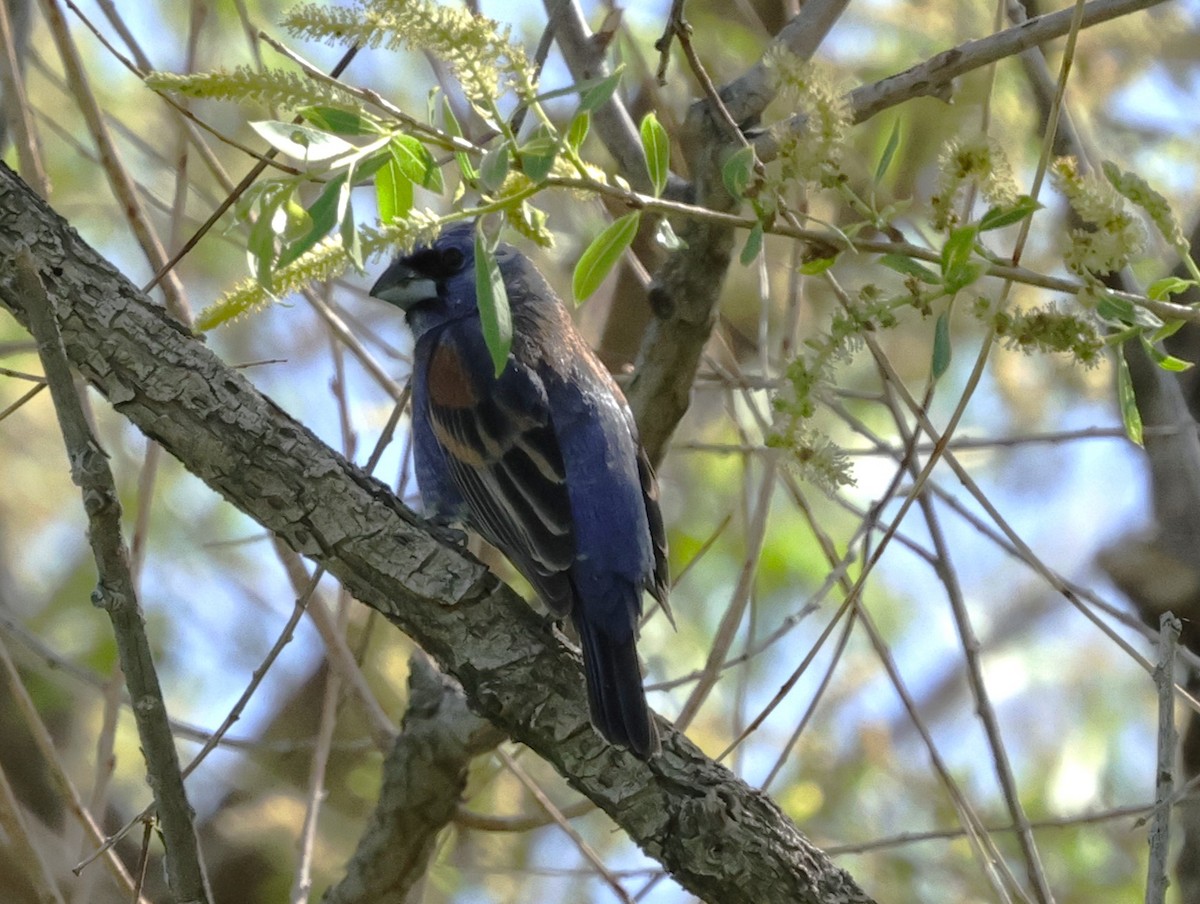Blue Grosbeak - ML619688173
