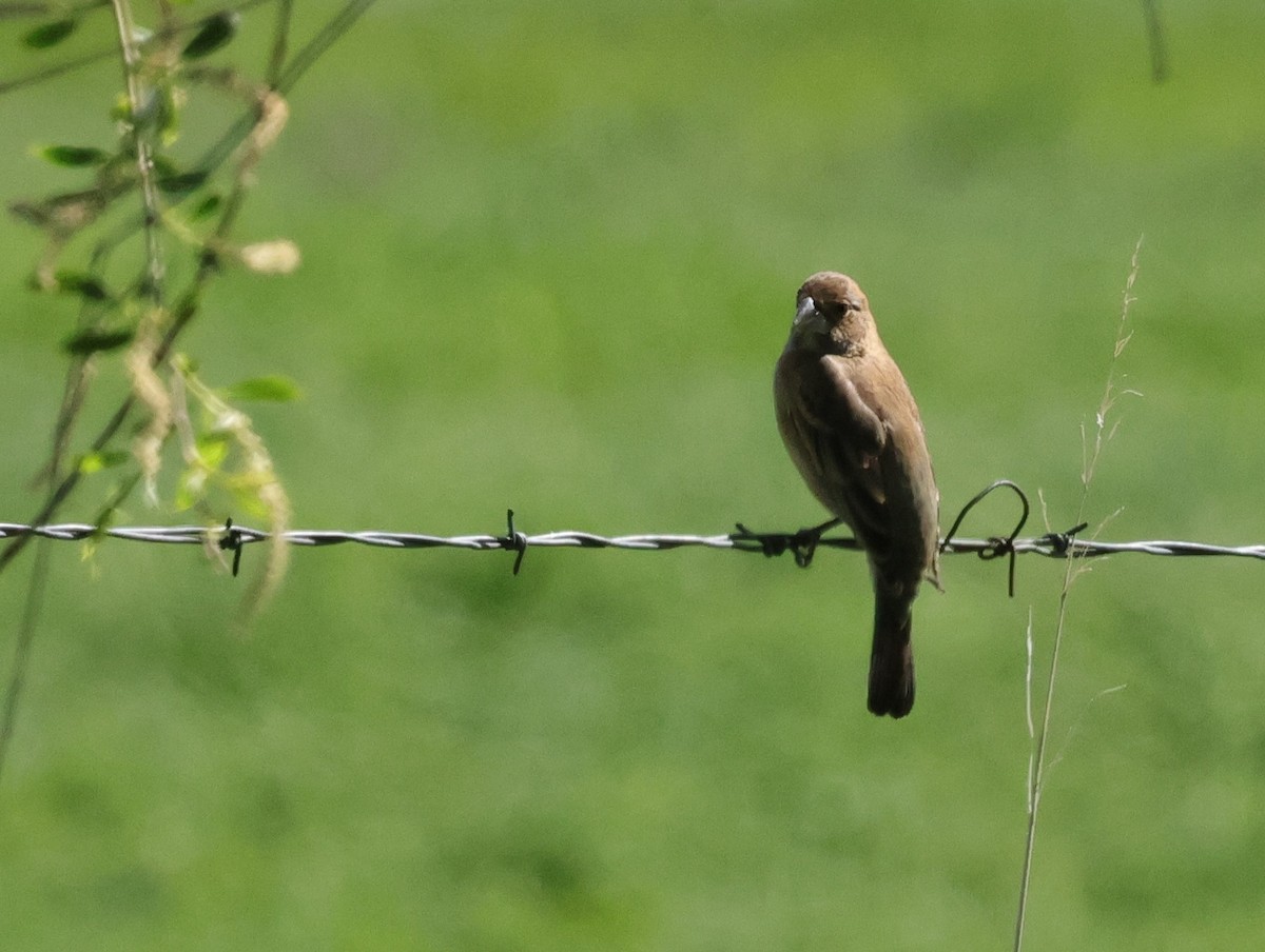 Blue Grosbeak - ML619688174