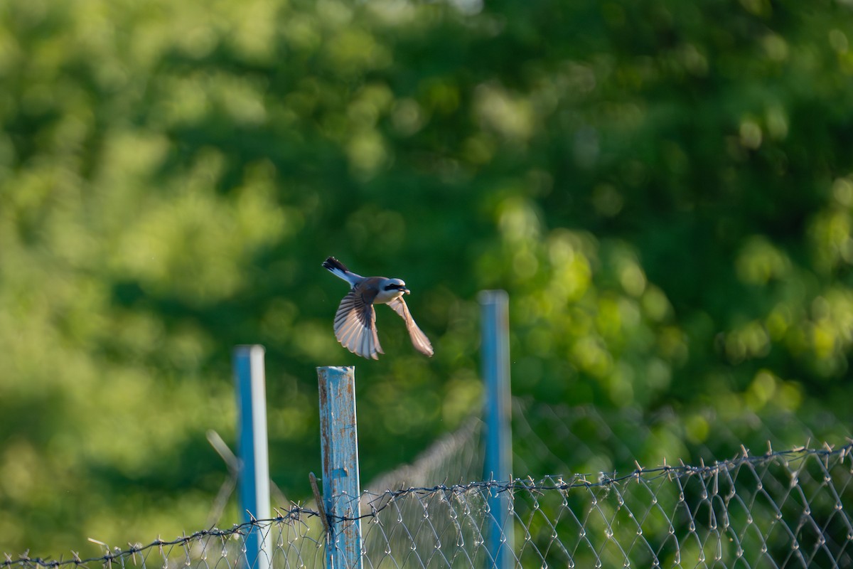 Red-backed Shrike - ML619688182