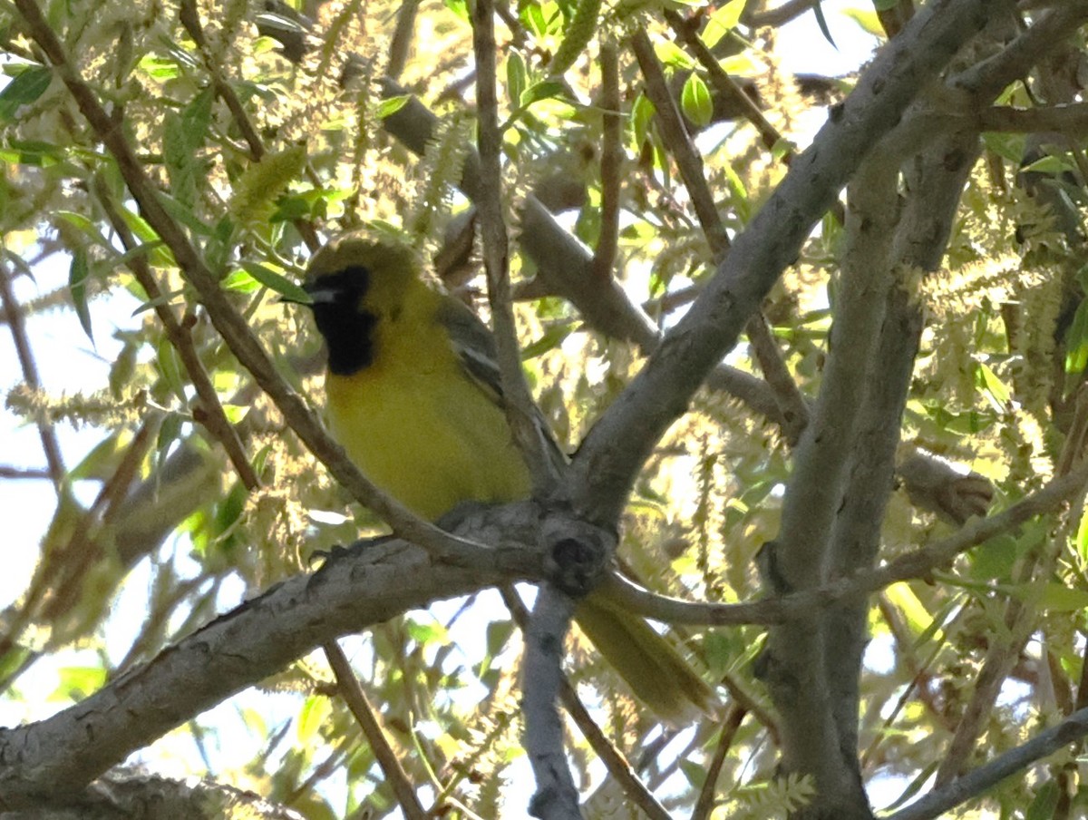 Orchard Oriole - ML619688190
