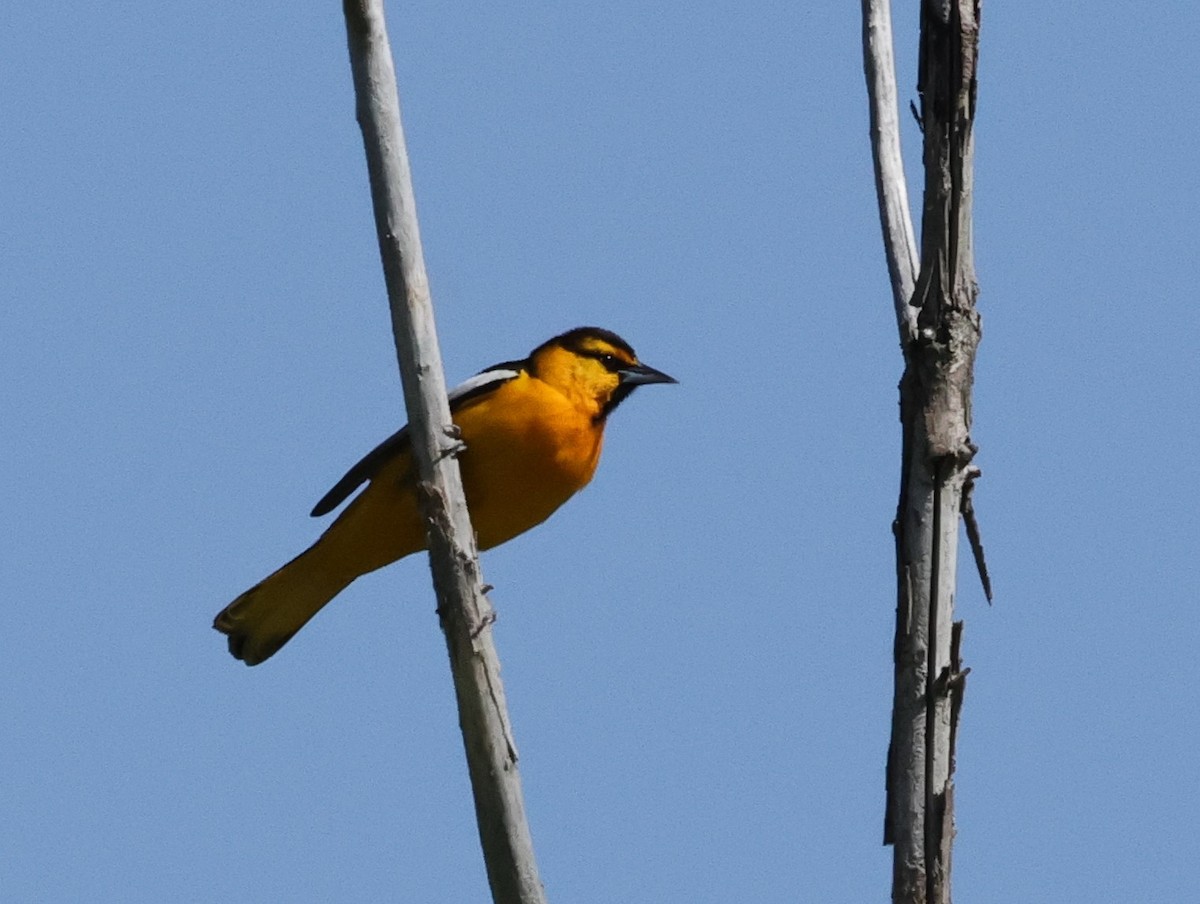 Bullock's Oriole - ML619688209