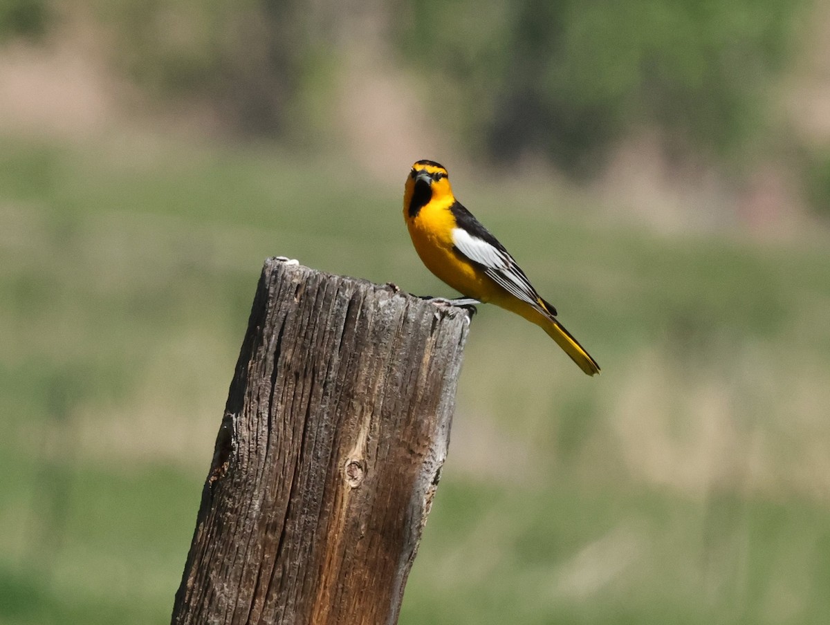 Bullock's Oriole - ML619688210