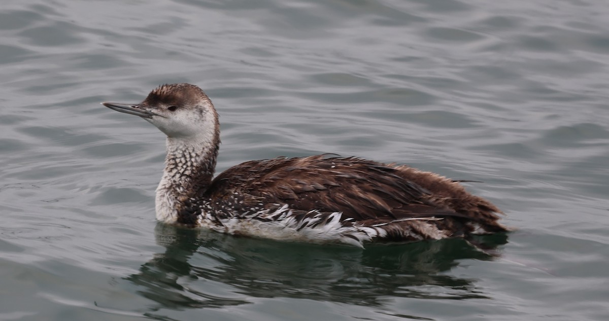 Red-throated Loon - ML619688214