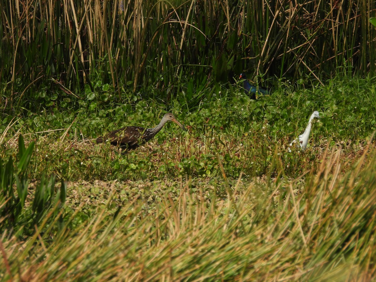 Purple Gallinule - ML619688219