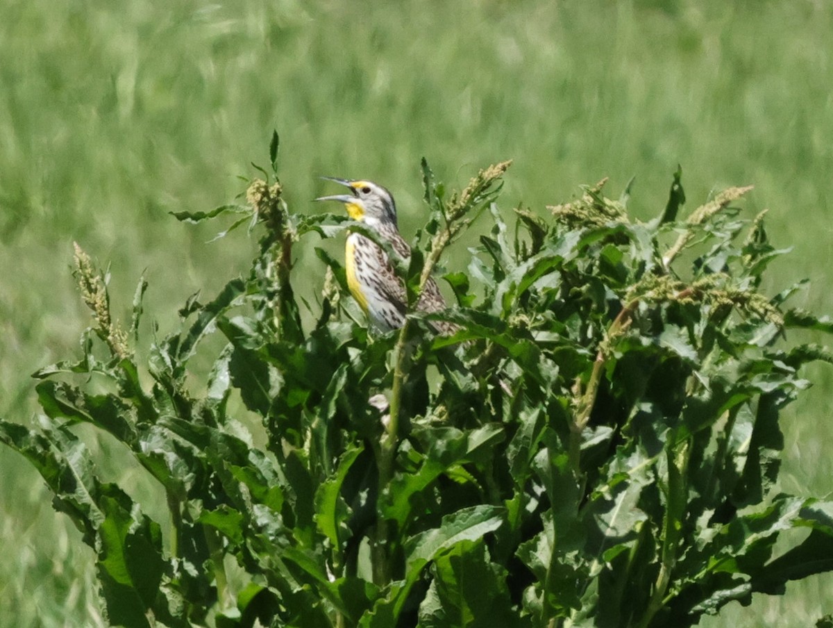 Western Meadowlark - ML619688221