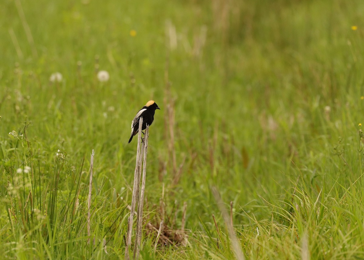 Bobolink - ML619688238