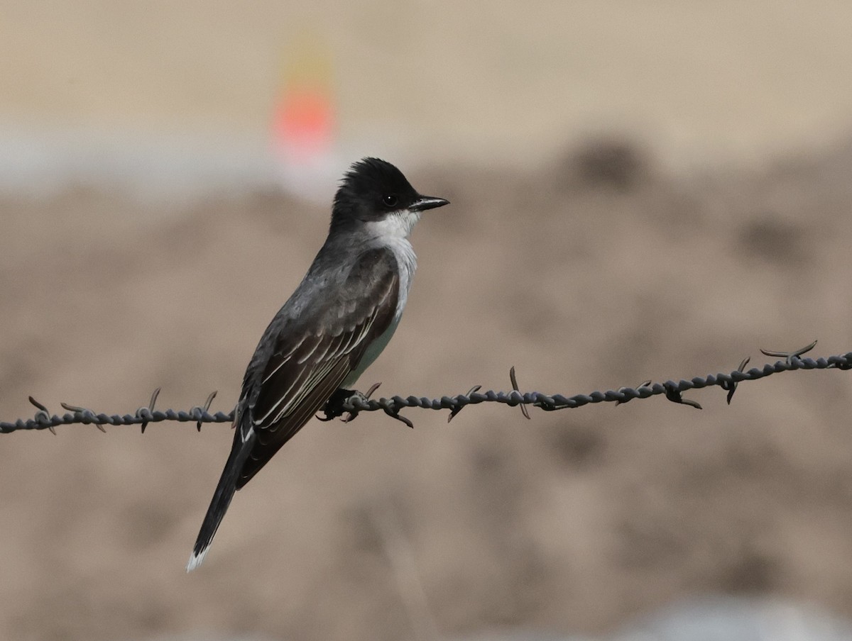 Eastern Kingbird - ML619688239